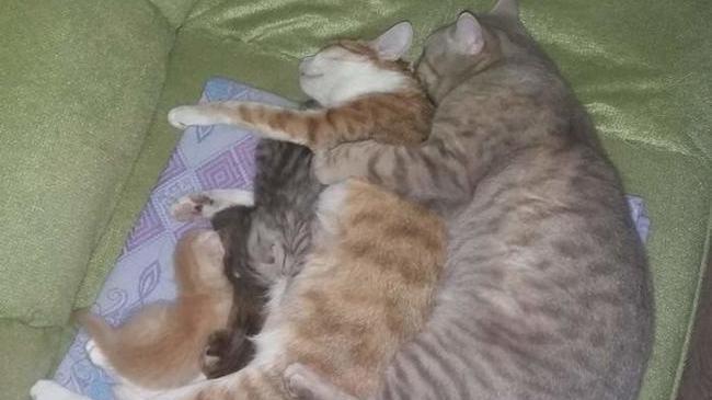 Утренняя идиллия 😉