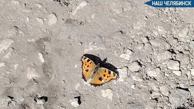 🦋 Бабочки проснулись в Челябинске 