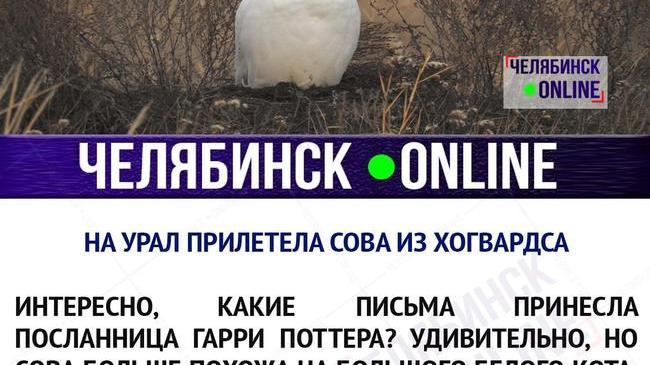 Письмо из Хогвардса?