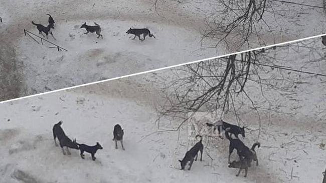 🐶 Челябинка пожаловалась Бастрыкину на бродячих собак