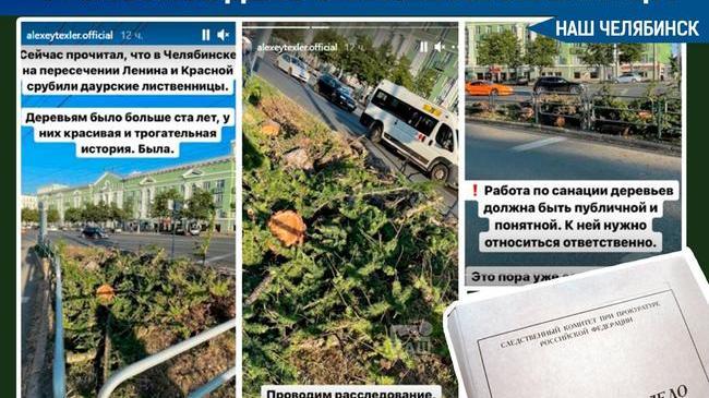 Вырубка исторической даурской лиственницы закончилась «уголовкой»