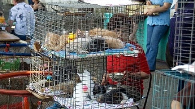 В Челябинске с рынков выбрасывают животных