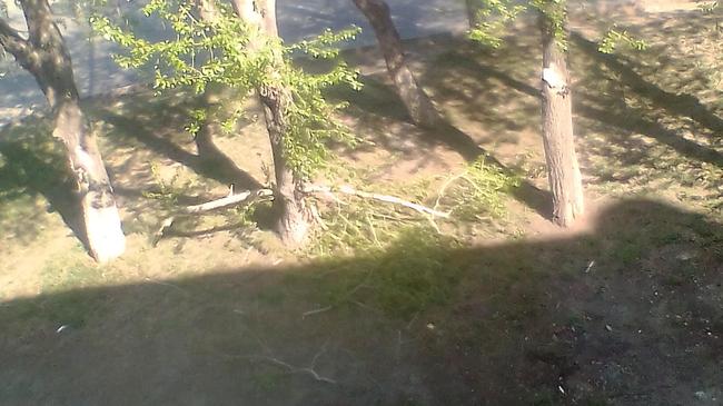 Деревья загораживают солнце