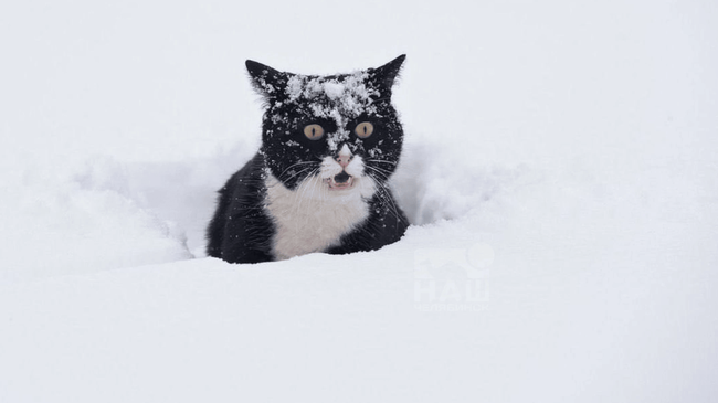 ☃️ Первый снегопад ожидается в Челябинской области на следующей неделе