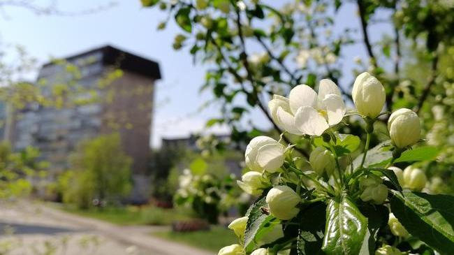 Челябинск цветет и пахнет! Весна! 💐
