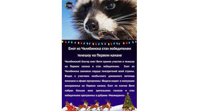 😃Енот из Челябинска стал победителем телешоу на Первом канале