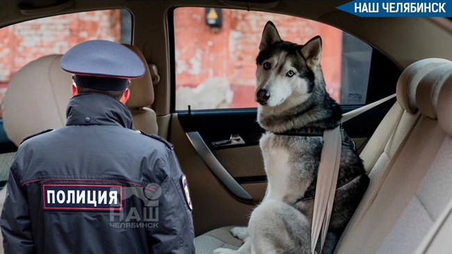 🐕 В Госдуме предложили дать право полицейским вскрывать автомобили для спасения животных