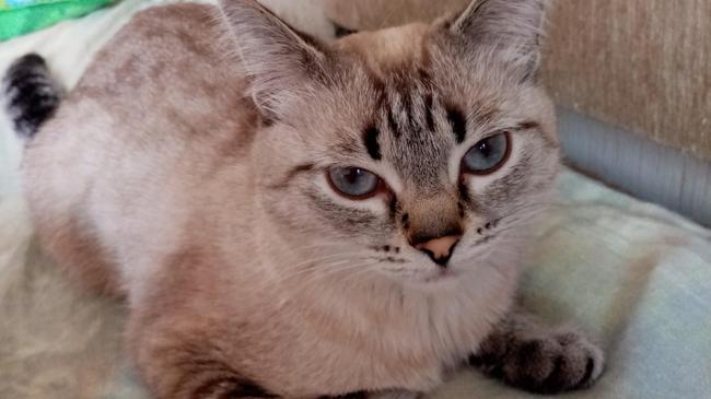 Пропала кошка