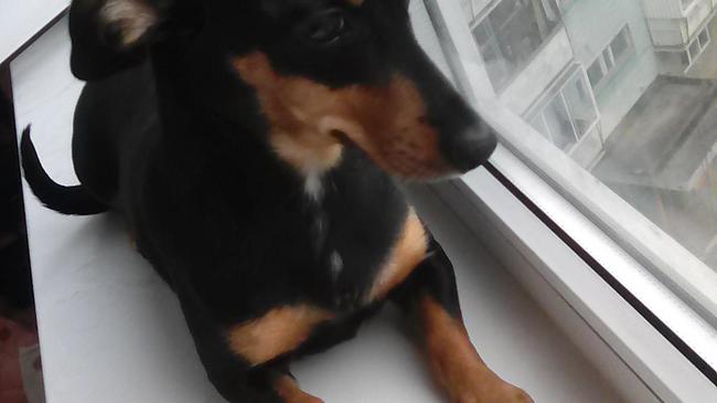 Все вопросы в лс либо звоните 89080486369