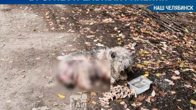 ❗⚡😱 Очередной случай дичайшей жестокости. В Сатке спасают собаку с 14 огнестрельными ранениями 