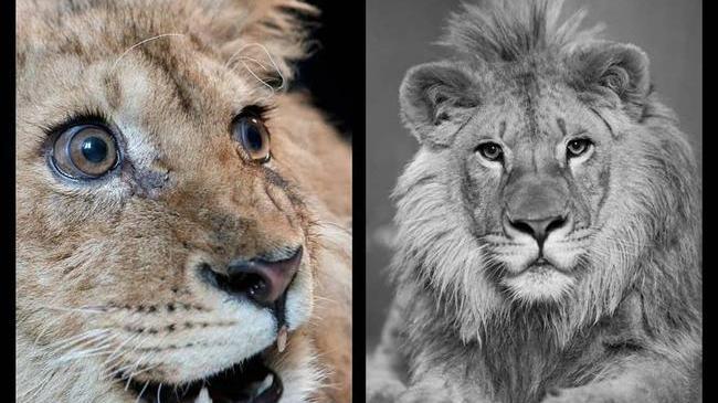 Было/Стало. Узнали? 😉🦁 