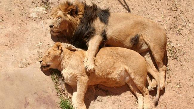 Когда обожралась с любимым, и теперь отдыхаете