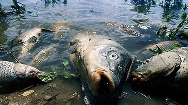 Массовый мор рыбы произошел в водохранилище в Челябинской области