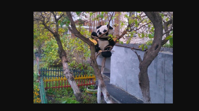 Пользователей соцсетей рассмешила панда, “поселившаяся” в Копейске