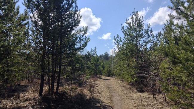 Подснежники