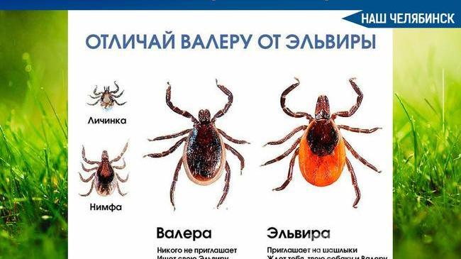😨 Количество укушенных клещами на Южном Урале уже превысило 8 тыс. человек