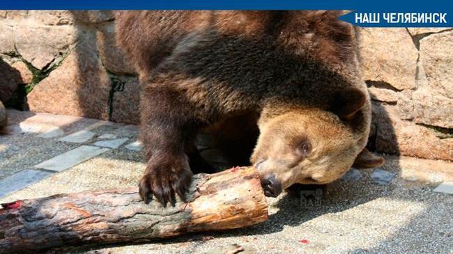 ❗😓 Версию о том, что медведей из челябинского зоопарка отравили, предварительно подтвердило вскрытие. 