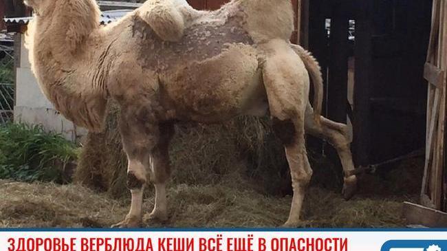⚡ Борьба за жизнь верблюда Кеши из Тюмени всё ещё продолжается. 