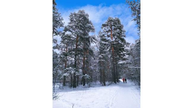 🌲❄ Наконец-то в Челябинск пришла зима... Снежная и морозная...