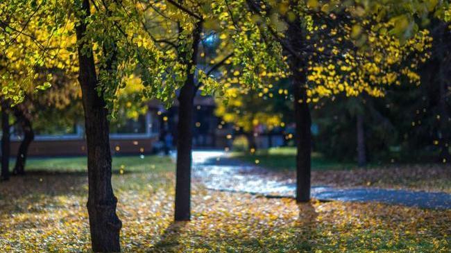 🍁Челябинск тонет в золоте осени! 🍂 Чудесные кадры золотой поры! 🧡