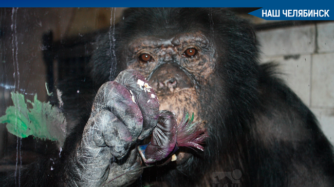 🥀🐒В мэрии Челябинска рассказали о смерти шимпанзе Бонни из челябинского зоопарка