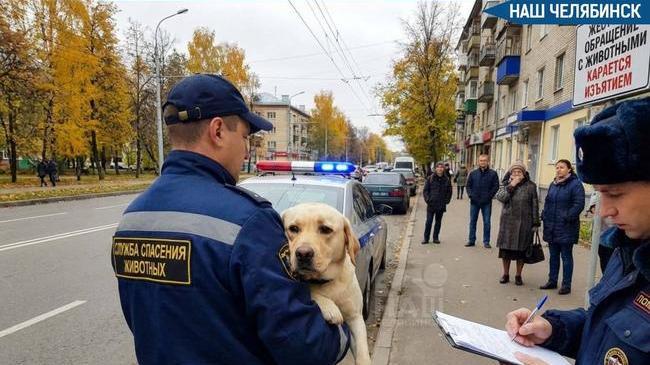 🐕 Будут забирать животных за жестокое обращение?