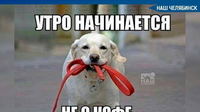 🐕 На радость питомцам: в Металлургическом районе Челябинска появится отдельная зона для животных.