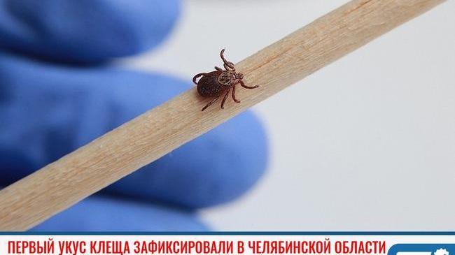 ❗ Первый укус клеща на Южном Урале. Природный кровопийца активизировался в первый день весны 🐜. 