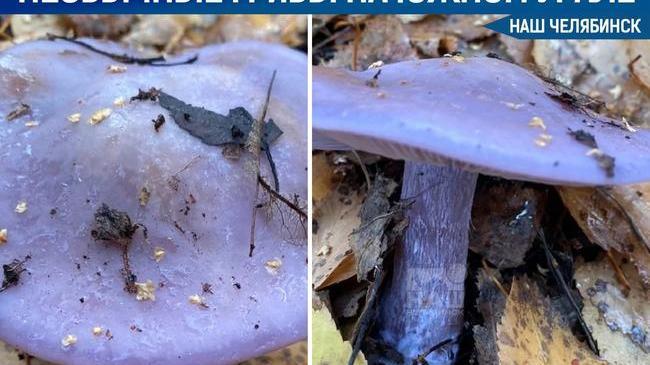 🍄 Садоводы сообщили о необычных ярко-фиолетовых грибах