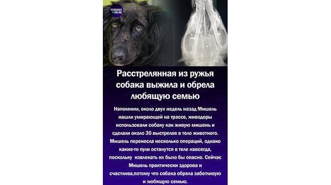 😃Чудом спасенная собака выжила после обстрела и обрела любящую семью