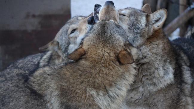 Вот такая волчья любовь в волчьей стае в нашем зоопарке 🥰 🐺