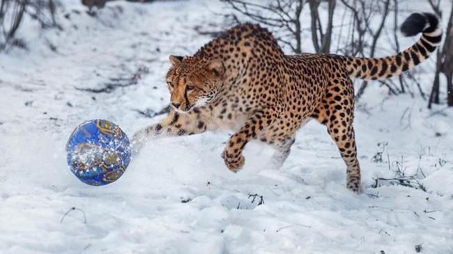 Зимние игры гепарда Афродиты⚽️❄️😼