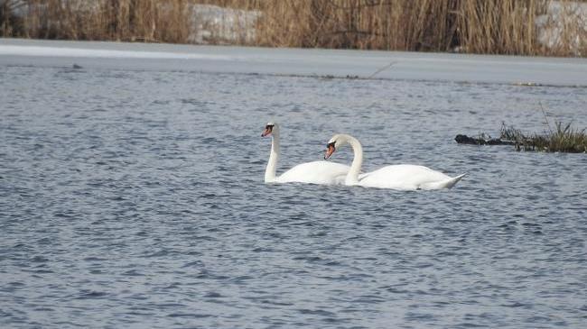 На Южный Урал вернулись лебеди 🦢