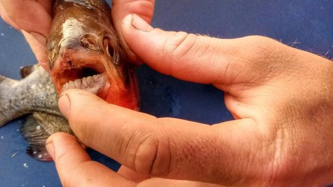 Из реки Миасс выловили рыбу с человеческими зубами