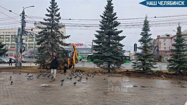 🌲В Челябинске высадили голубые ели