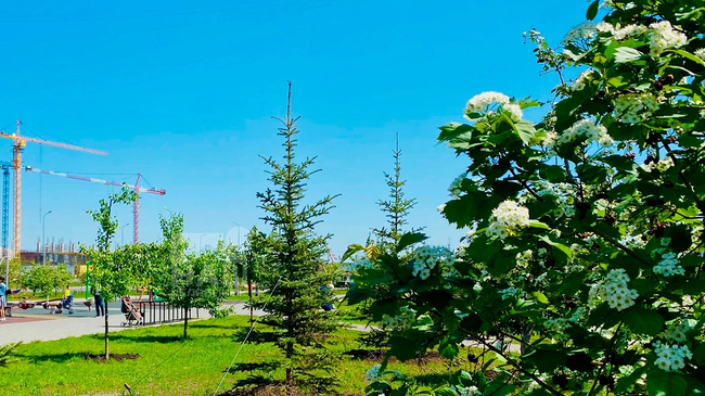 🌳 Более 700 деревьев и 20 тысяч кустарников будут высажены в Челябинске 