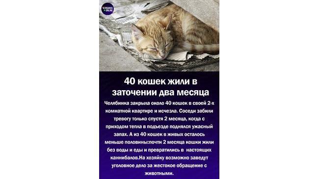 😱Челябинка устроила настоящий концлагерь для своих кошек