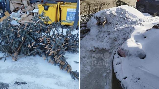 🌲 На «Белом рынке» среди белого дня происходят незаконные действия: голубые ели рубят и выбрасывают на помойку