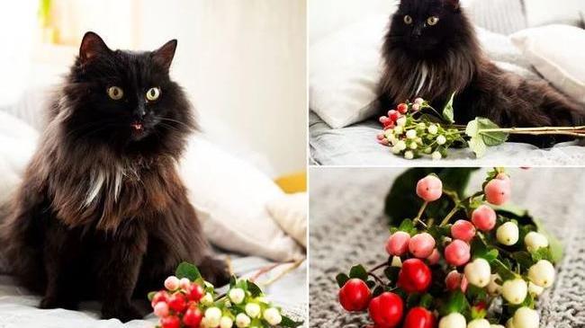 🐈 Котики из приюта поздравили челябинок с 8 марта 🌷