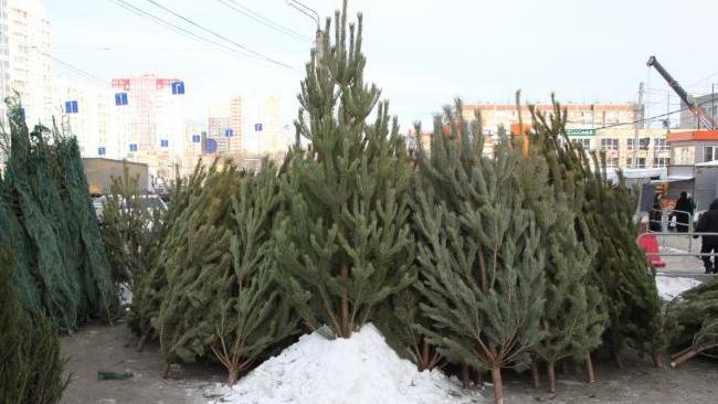 Черные лесорубы уже предлагают елки в Челябинске