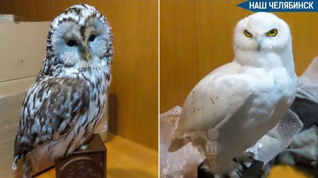 🦉 В Челябинской области таможенники обнаружили в грузовике чучела сов, направлявшиеся в Казахстан