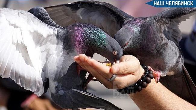 🕊 Будут штрафовать за кормление голубей