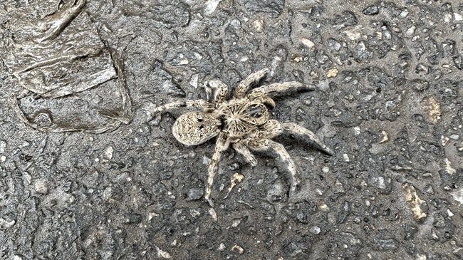 🕷 Челябинцы нашли на улице паука, похожего на тарантула
