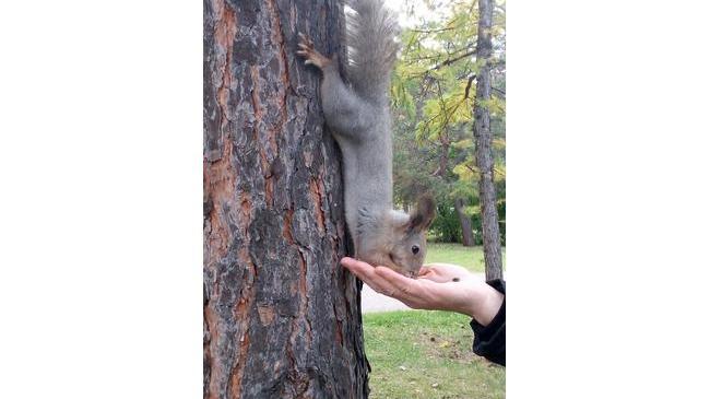 ☀🌳Маленькие жители городских скверов!