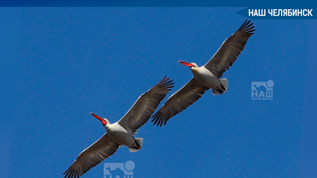☺ В Челябинске замечена пара шикарных пеликанов. 