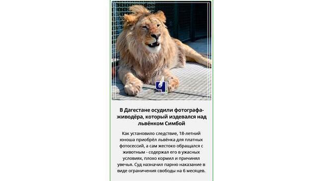 ⚖🦁 Живодеру, искалечившему львенка Симбу суд вынес наказание.