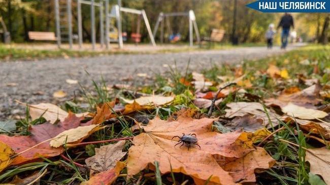 🕷 В Челябинской области клещи пошли на вторую волну активности