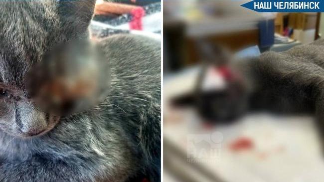 😿 Кошка лишилась глаза из-за газонокосилки