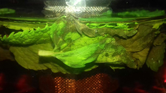  GONG Китайский ресторан Челябинск, Академика Королёва, 33 — 2 этаж