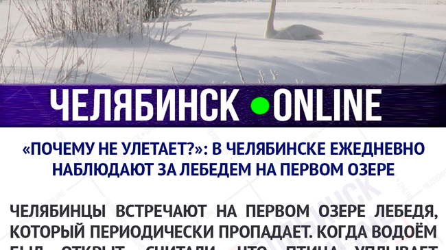 «Почему не улетает?»: в Челябинске ежедневно наблюдают за лебедем на Первом озере